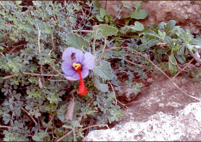 Εκπαιδευτική επίσκεψη στο Σούνιο. Λύκειον η Αθηνά.