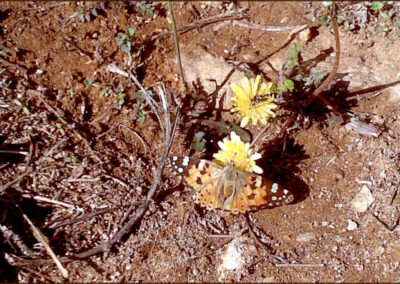 Εκπαιδευτική επίσκεψη στο Σούνιο. Λύκειον η Αθηνά.