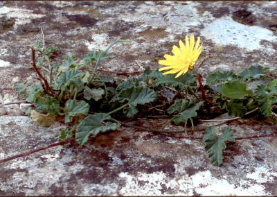 Εκπαιδευτική επίσκεψη στο Σούνιο. Λύκειον η Αθηνά.