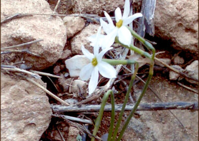 Εκπαιδευτική επίσκεψη στο Σούνιο. Λύκειον η Αθηνά.