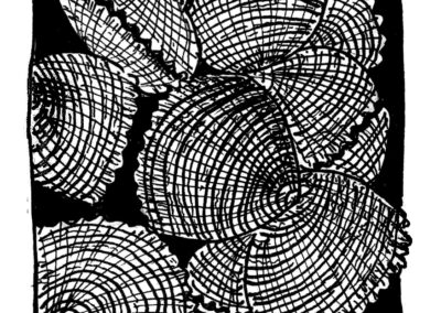 Μαλάκια και Εχινόδερμα.