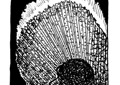 Μαλάκια και Εχινόδερμα.