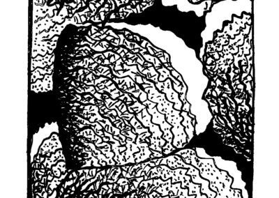 Μαλάκια και Εχινόδερμα.