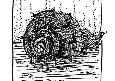 Μαλάκια και Εχινόδερμα.