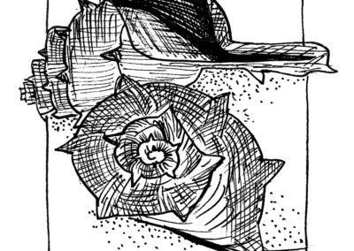 Μαλάκια και Εχινόδερμα.