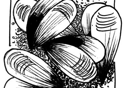 Μαλάκια και Εχινόδερμα.