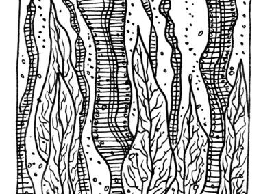 Μαλάκια και Εχινόδερμα.