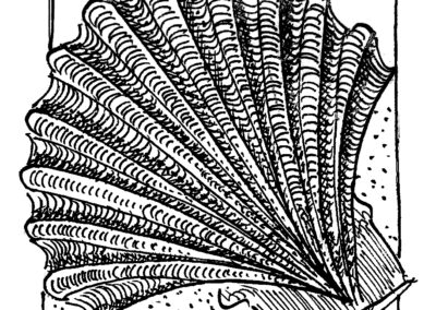 Μαλάκια και Εχινόδερμα.