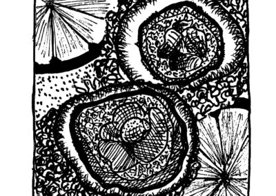 Μαλάκια και Εχινόδερμα.