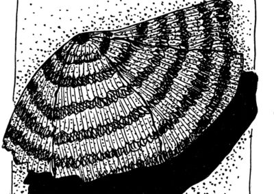 Μαλάκια και Εχινόδερμα.