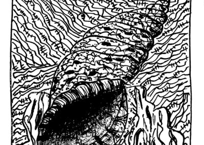 Μαλάκια και Εχινόδερμα.