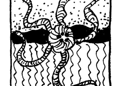 Μαλάκια και Εχινόδερμα.