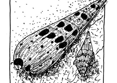 Μαλάκια και Εχινόδερμα.