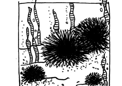 Μαλάκια και Εχινόδερμα.