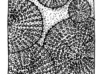 Μαλάκια και Εχινόδερμα.