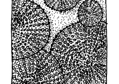 Μαλάκια και Εχινόδερμα.