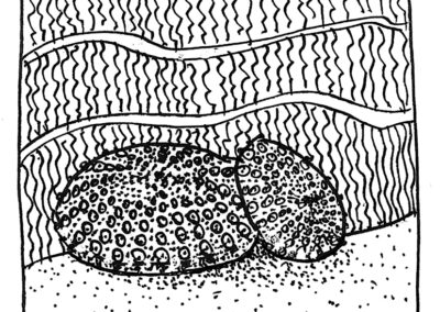 Μαλάκια και Εχινόδερμα.