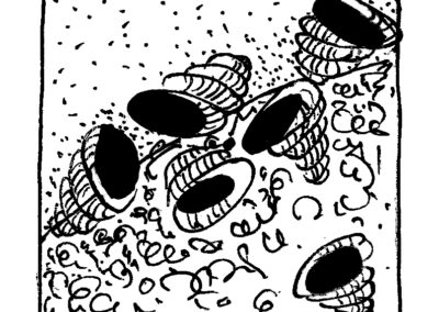 Μαλάκια και Εχινόδερμα.