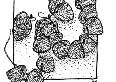 Μαλάκια και Εχινόδερμα.