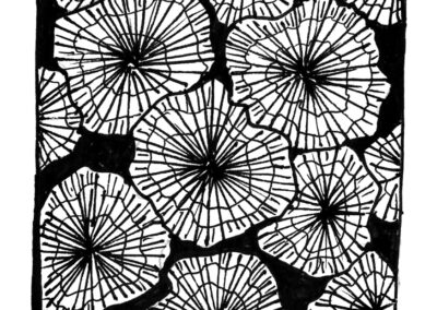 Μαλάκια και Εχινόδερμα.